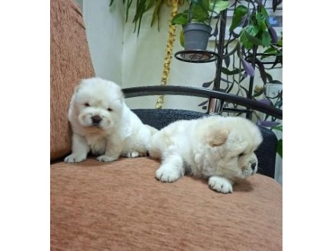 Kusursuz Chow Chow Yavrusu Köpeğimiz