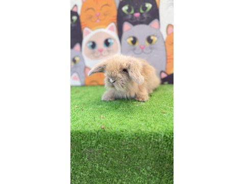 Hollanda Teddy Lop Tavşanlar