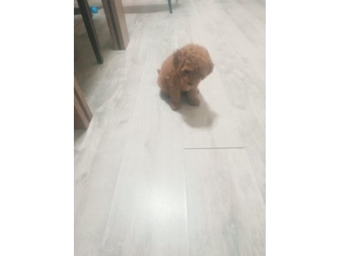 Erkek Poodle 2 Aylık
