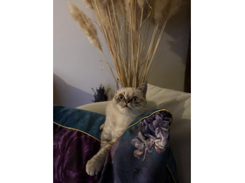 Dişi British Blue Point