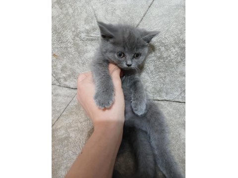 Yavru Kedilerimiz Yeni Yuvalarını Arıyorlar