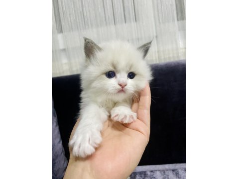 Ragdoll Yavrular