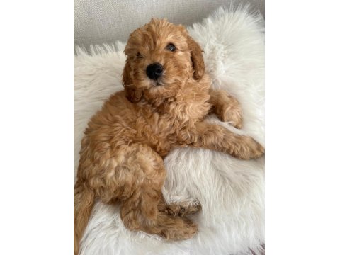 Toy Poodle Kahverengi Erkek