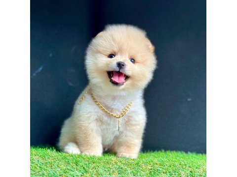 Safkan Pomeranian Boo Köpek Yavrularımız