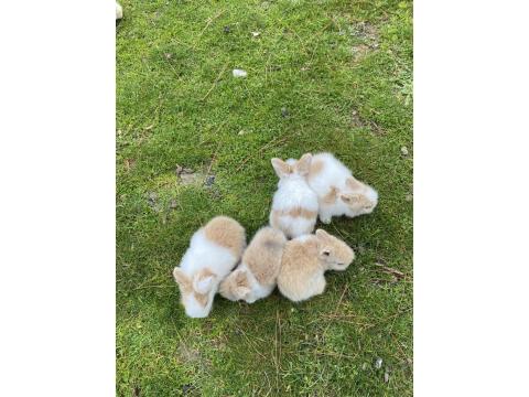 Hollanda Lop Ve Aslanbaş Melezi Tavşanlar