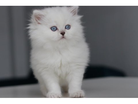 Full Şecereli Babadan Teslime Hazır Erkek British Longhair