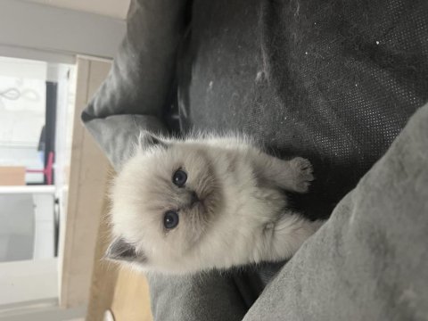 British Longhair Yavru Kediler