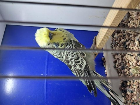 Show Çift Veya Tek Muhabbet Kuşu