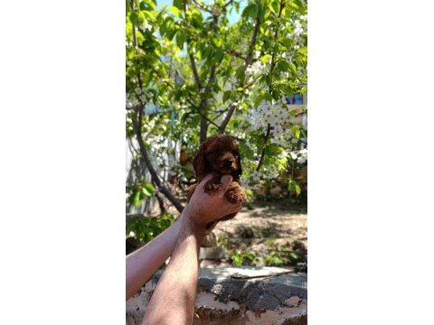 Red Brown Toy Poodle Yavrularımız