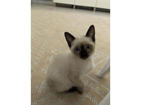 Gözbebeğimiz Siyam Kedisi Yavrumuz