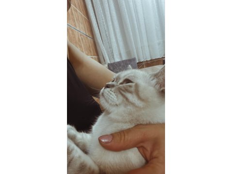 Eşyalarıyla Birlikte Ücretsiz Kedimiz Herşeyi Tamdır