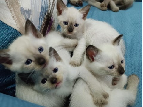 Safkan Siyam Kedisi Yavrular Yeni Yuvalarını Arıyor