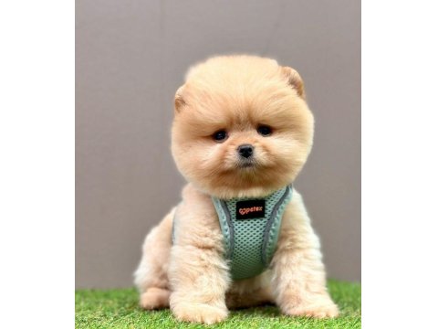 Safkan Pomeranian Boo Cinsi Yavrular