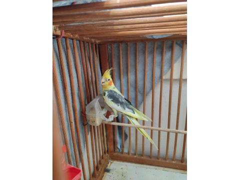 Kafesiyle Beraber Sultan Papağanı