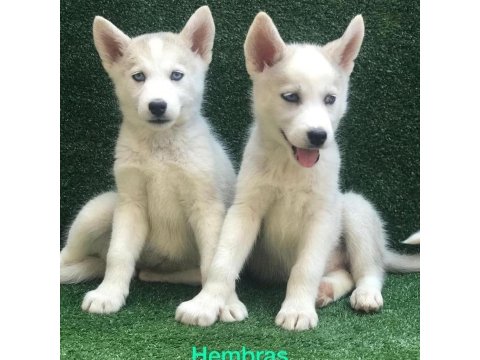 Husky Sibirya Yavruları
