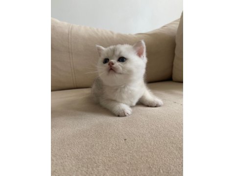 Ns 11 Ve Silver Tabby British Shorthair Yavrular