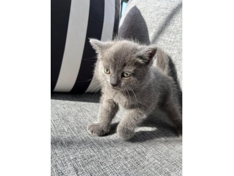 British Shorthair Bebek Kedimiz