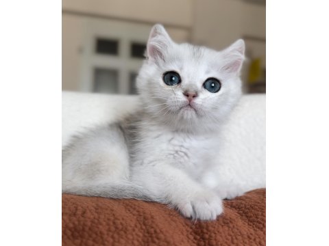 Mükemmel Kalite Silver Kedimiz