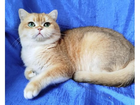 British Shorthair Erkek Ny12 Kısır Değil