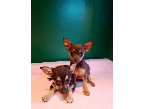 Sıfır Numara Pinscher Yavrularım Kız