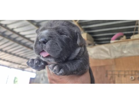Orjinal Cane Corso Yavrular