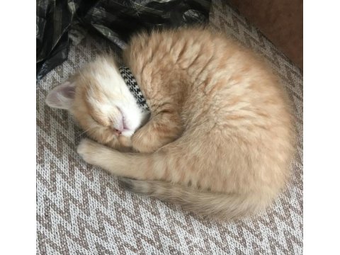 British 3 Aylık Dişi Yavru