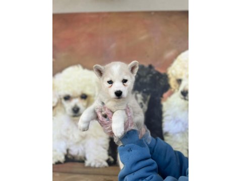 Türünün Güzeli Erkek Husky Yavrusu Köpekler