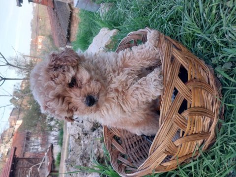Maltipoo Irk Ve Sağlık Garanti Yavrularımız