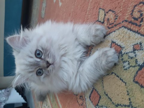 British Longhair Kedimiz Prenses