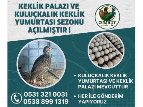 Kekliğe Dair Herşey