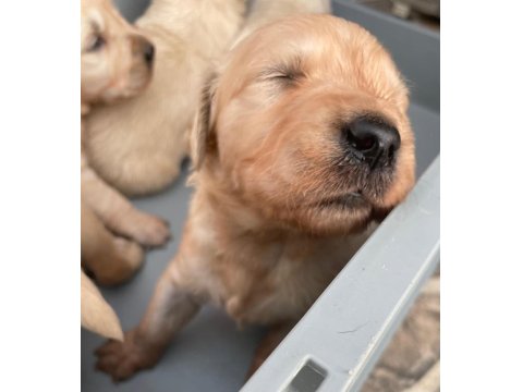 Golden Retriever Sevgi Dolu Sadık Dostunuz