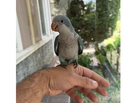 Yeme Düşmüş Mavi Mutasyon Full Evcil Monk Papağanımız