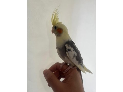 Yavru Mutasyon 45 Günlük El Besleme Sultan Papağanı