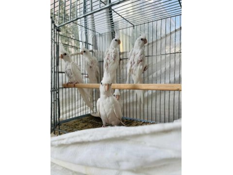 Albino Sultan Papağanları