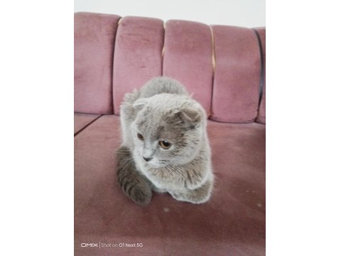 Scottish Fold Kedimize Yuva Aranıyor