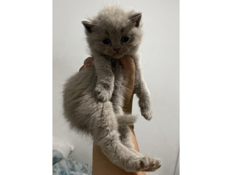 Scottish Fold Bebekler