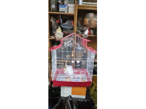 Takım Damızlık 1.5 Yaş Sultan Papağanı