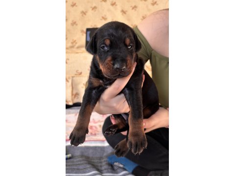 21 Günlük Olan Doberman Yavrularımız Rezerveye Açılmıştır