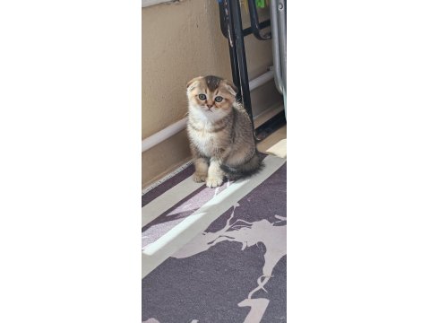 Scottish Fold Kedimiz