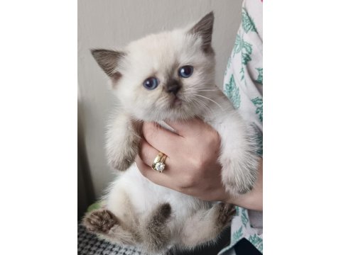 Cins Kedi Sağlık Sorunları Yoktur