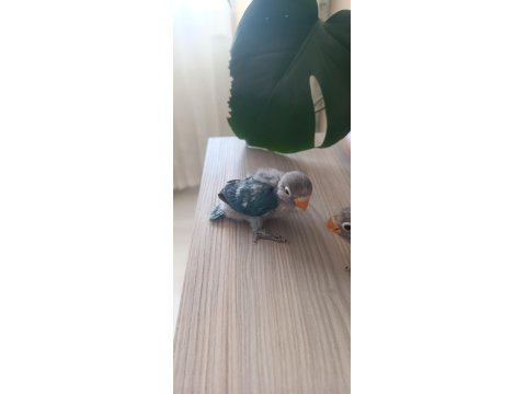 El Besleme Yavru Cennet Papağanımız
