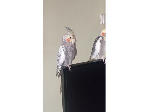 Sultan Papağanı 5 Aylık