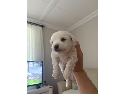 6 Adet Maltese Terrier Yavruları
