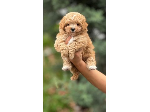 Toy Poodle Bebek Köpeğimiz