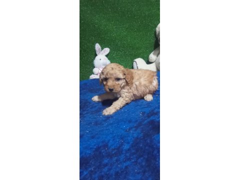 Harika Maltipoo Minikler