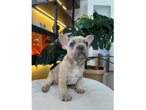 Egzotik French Bulldog Yavrularım Harika Renkler Ve Anatomiler
