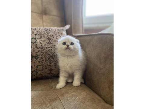 Irk Garantili Şecereli Anne Babanın Scottish Fold Silver Bebeği