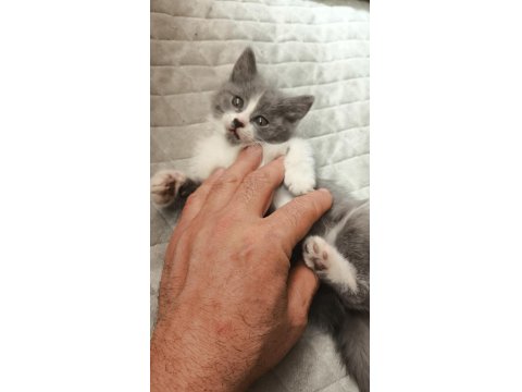 British Shorthair Yavru 50 Günlük