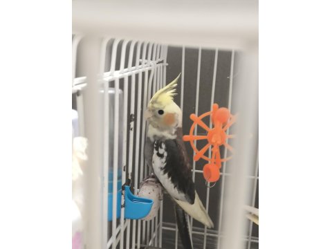 5 Aylık Erkek Sevimli Sultan Papağanı