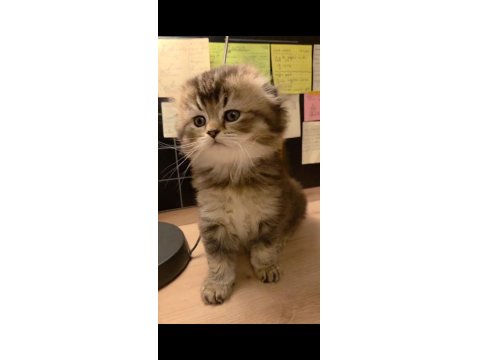 Safkan Ve Sağlıklı Yavru British Longhair